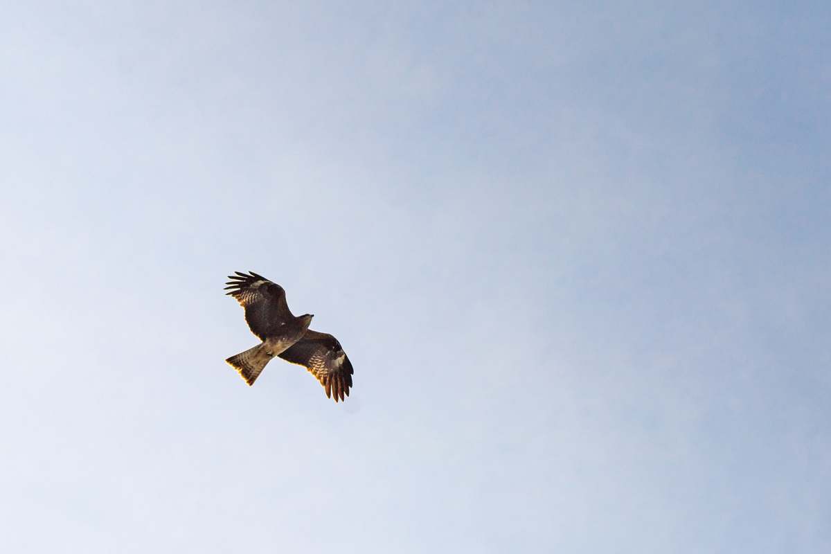 bird brown bird on mid air flying