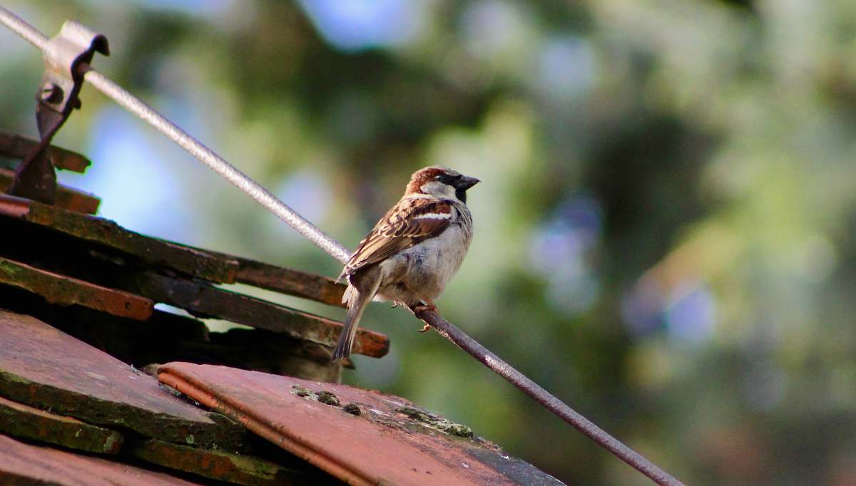 bird brown bird on selective focus photography sparrow