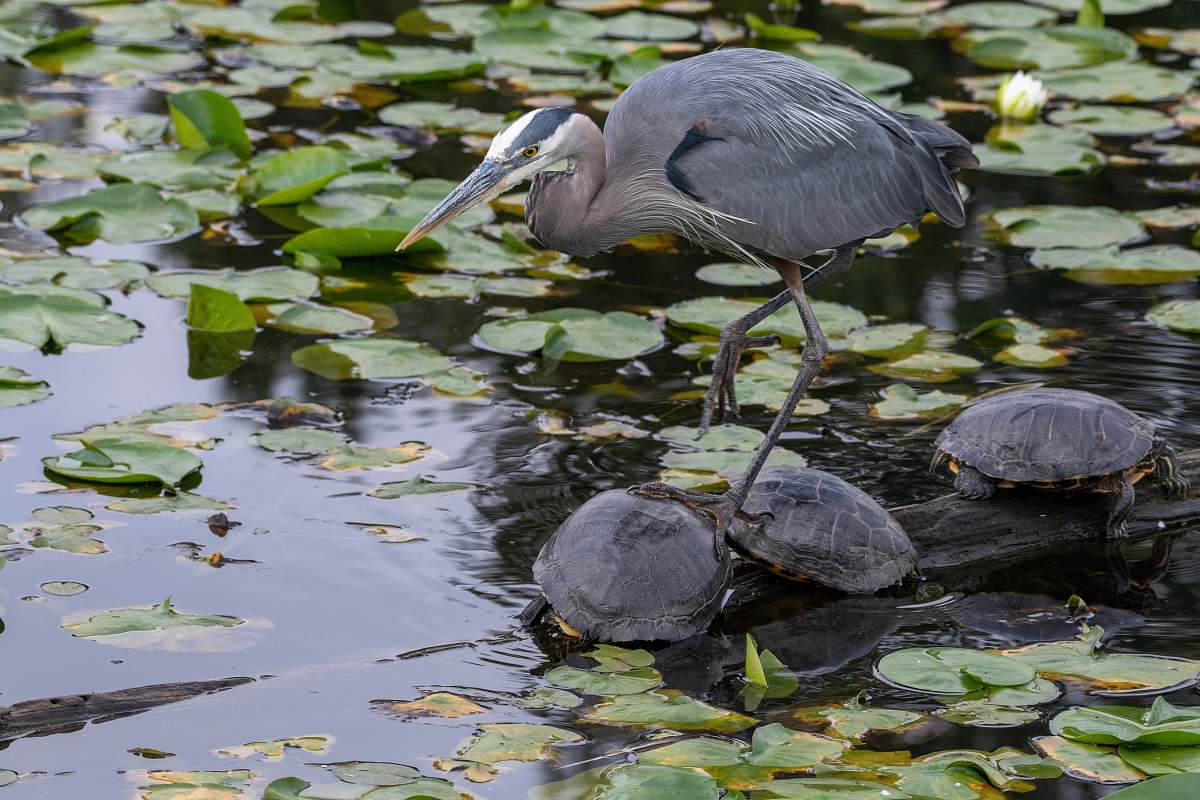 reptile brown bird on top of three black turtles sea life
