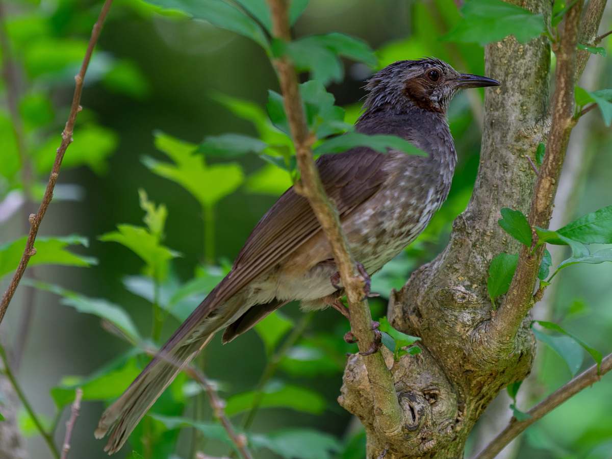 bird brown bird on tree branch jay