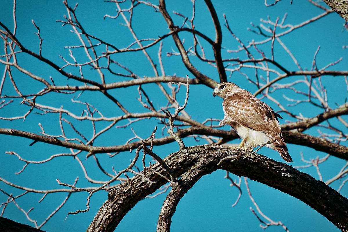 bird brown bird perched on bare tree branch accipiter