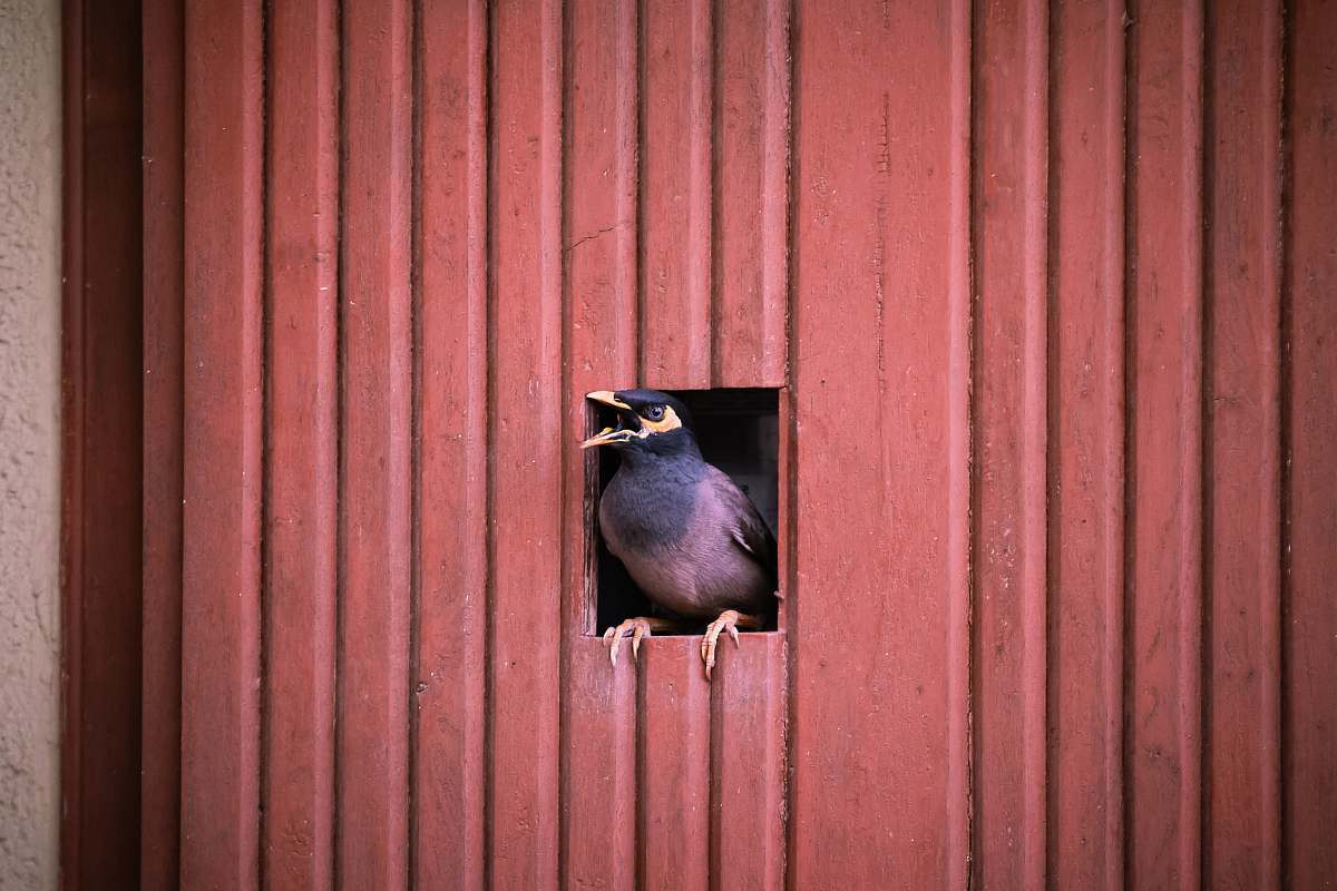 bird brown bird perched on door during daytime india