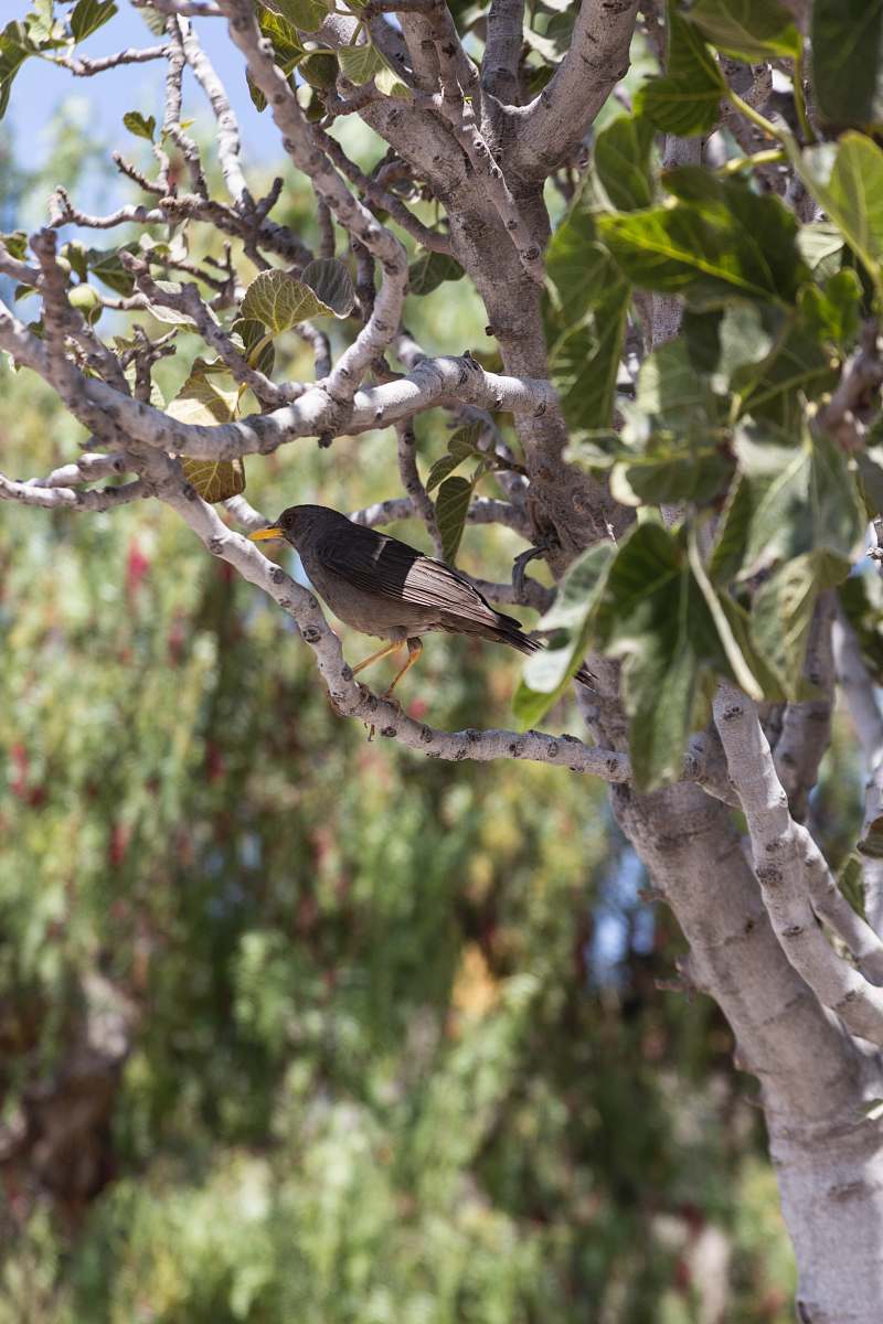 bird brown bird perched on tree branch accipiter