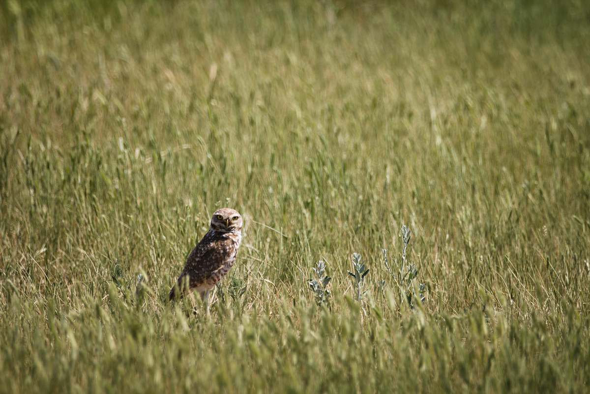 bird brown bird standing on grass field during daytime grass