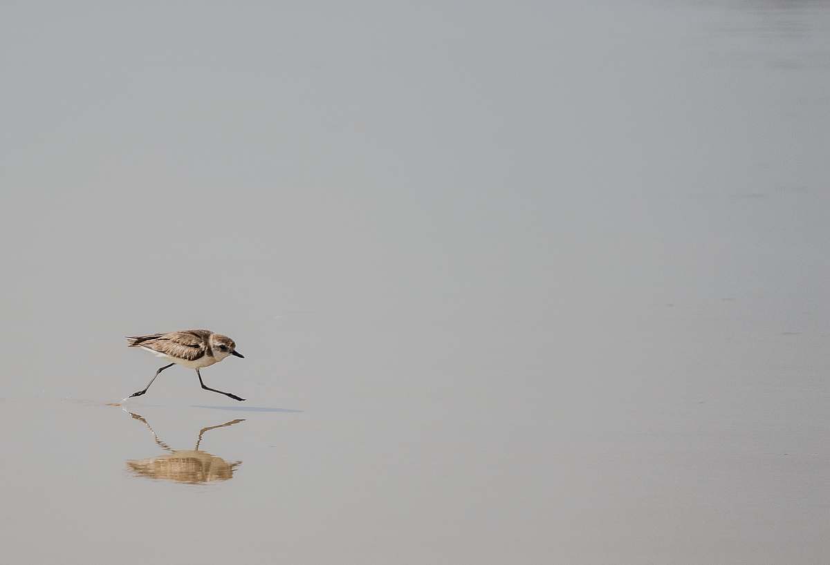 bird brown bird walking on water flying