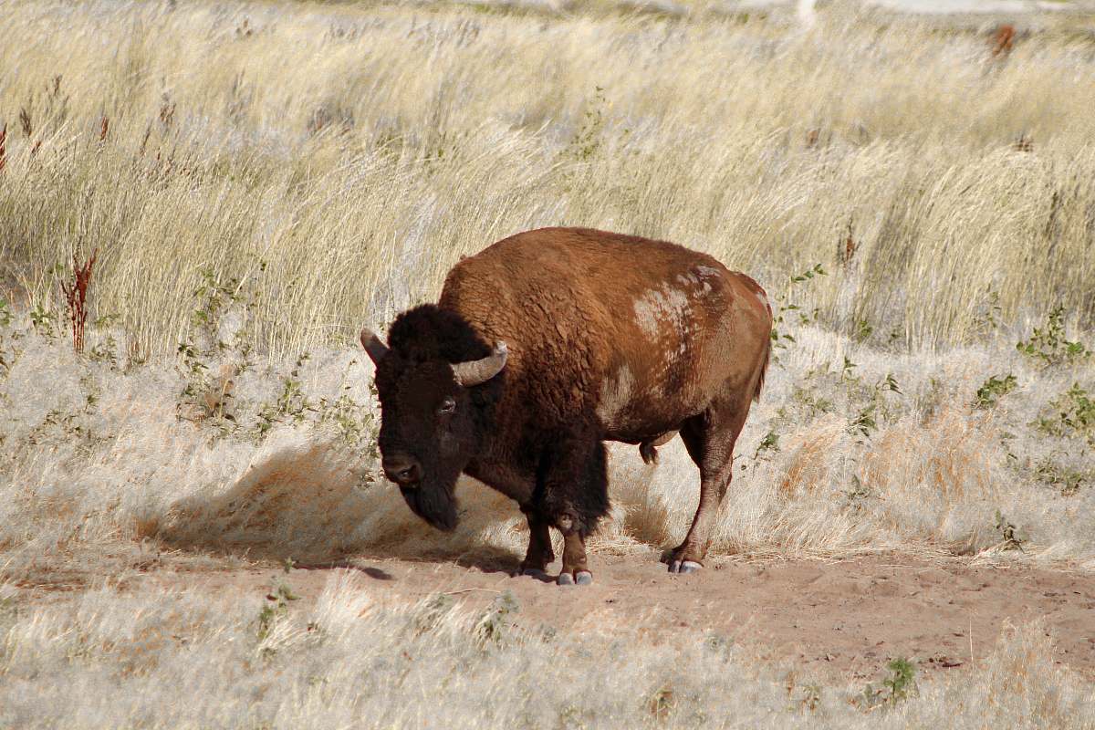 cattle brown bison cow