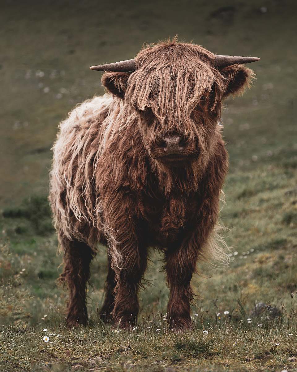 cattle brown bison on grass field cow