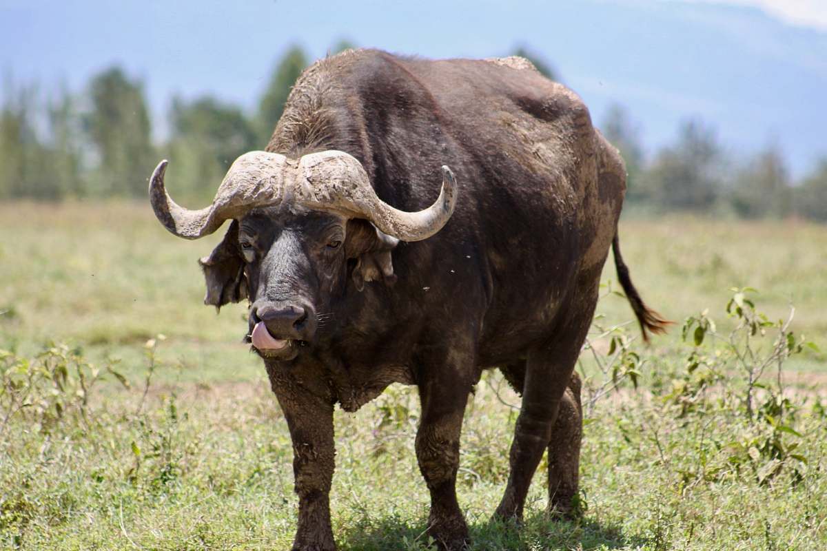 cattle brown buffalo cow