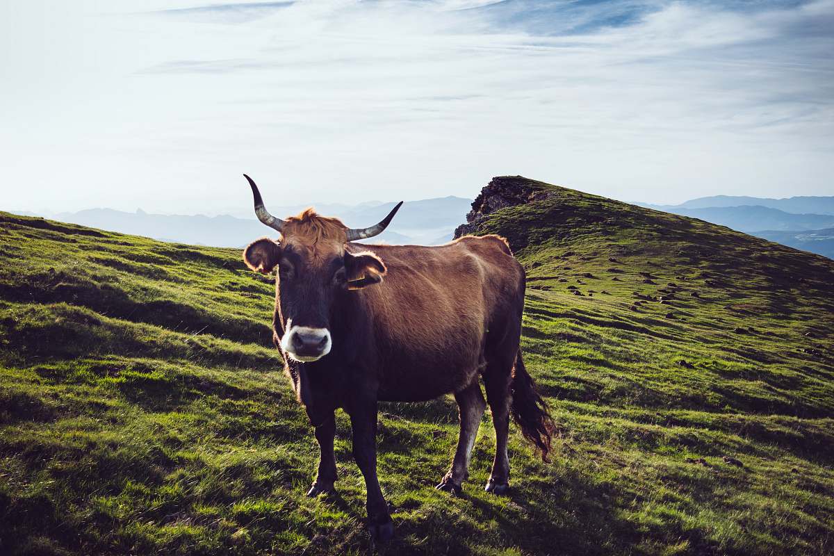 cow brown buffalo spain