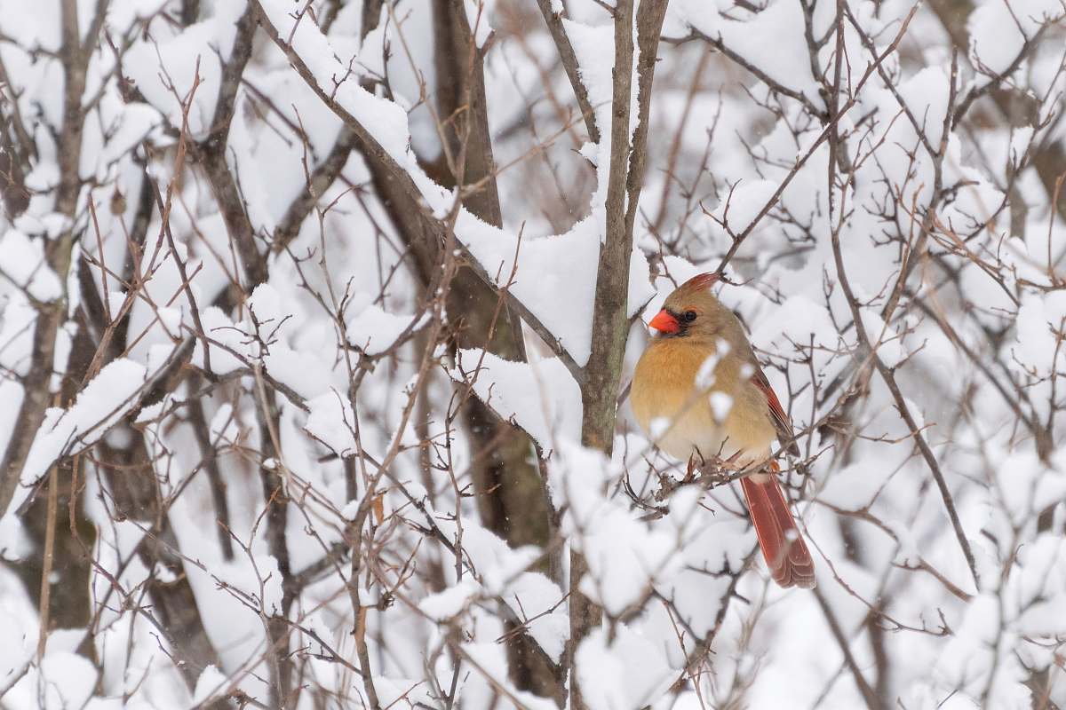bird brown cardinal bird perching on tree branch nature
