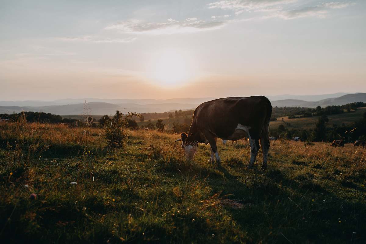 cattle brown cattle cow
