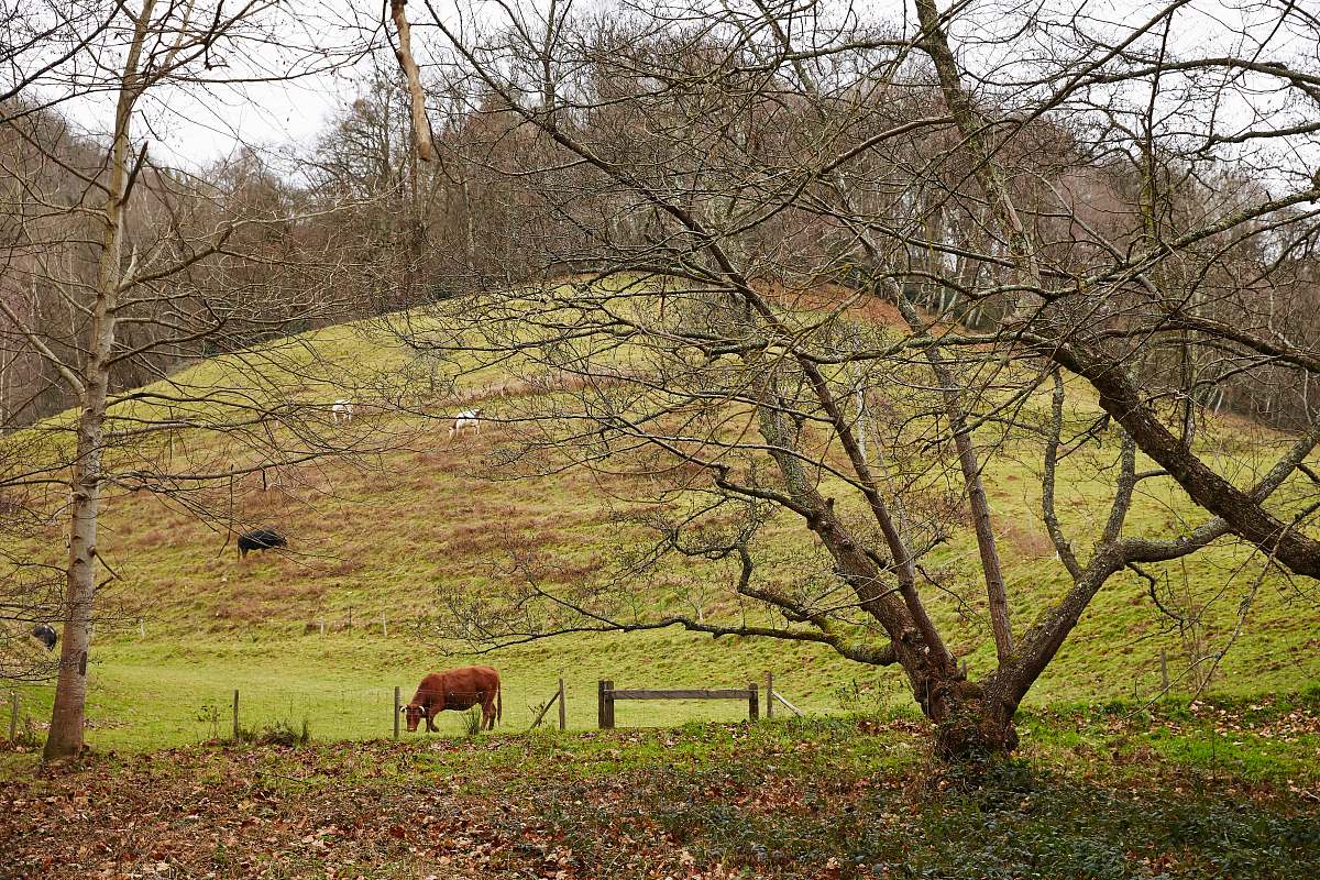 nature brown cattle eating grass on field field