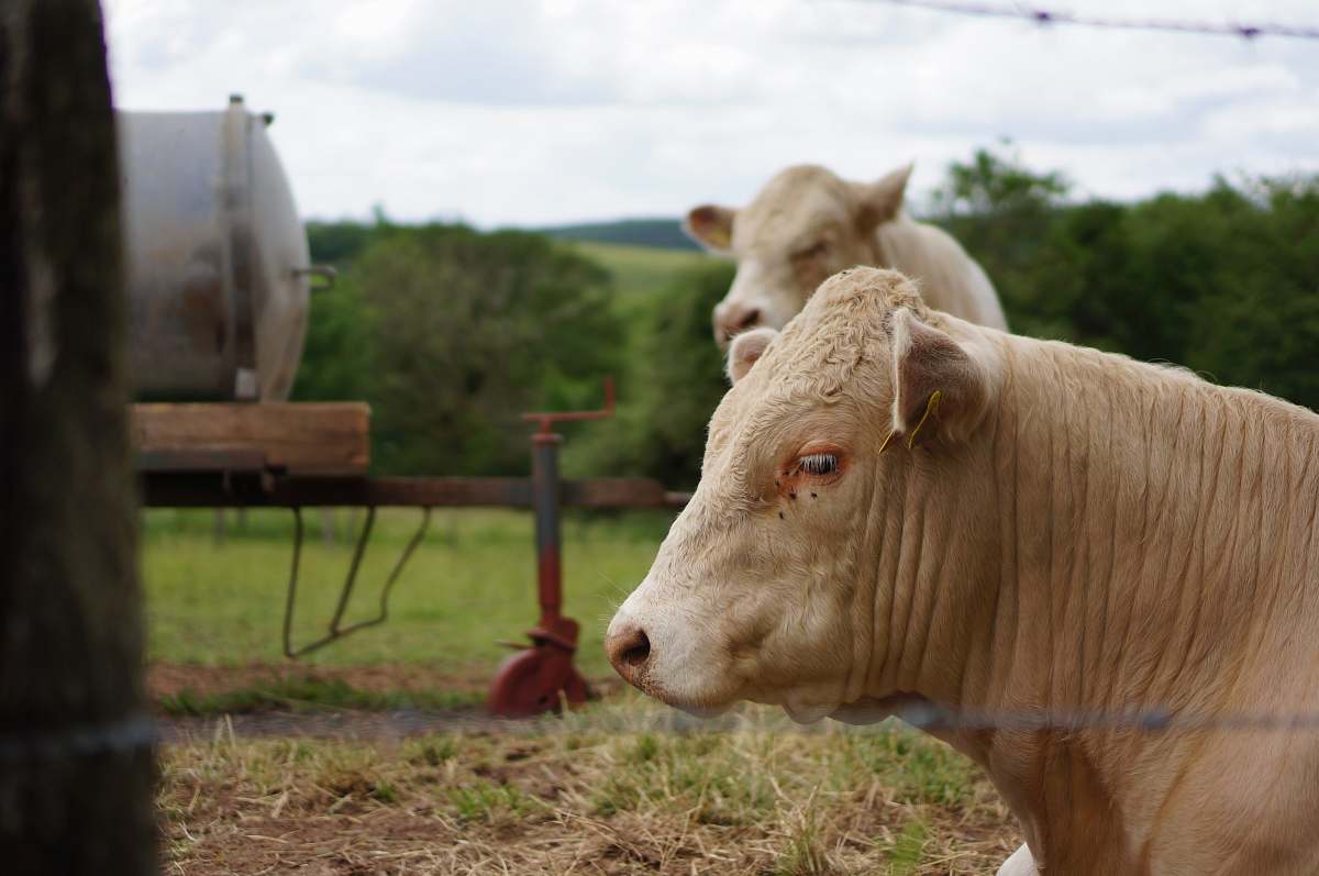 mammal brown cattle cattle