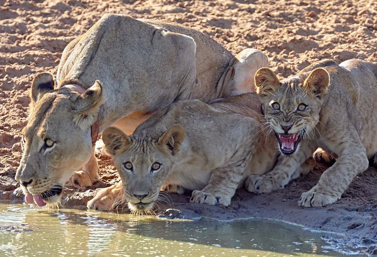 lion brown cougars drinking from stream wildlife