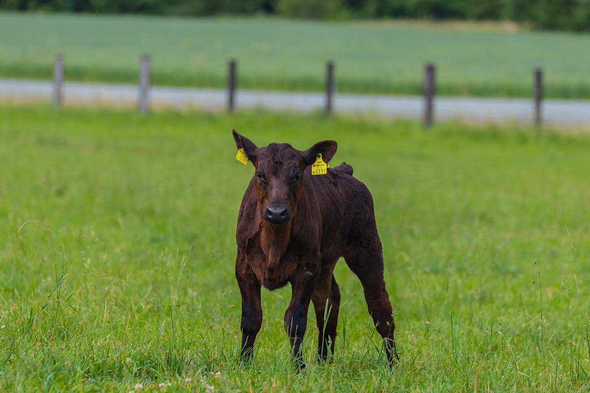 cattle brown cow cow
