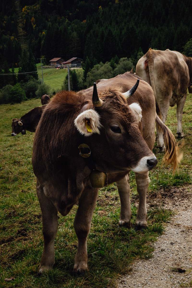 mammal brown cow cattle
