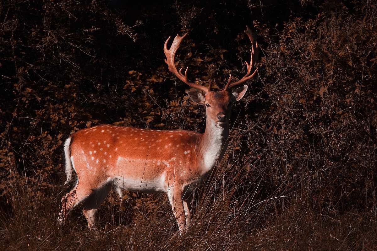 mammal brown d antelope
