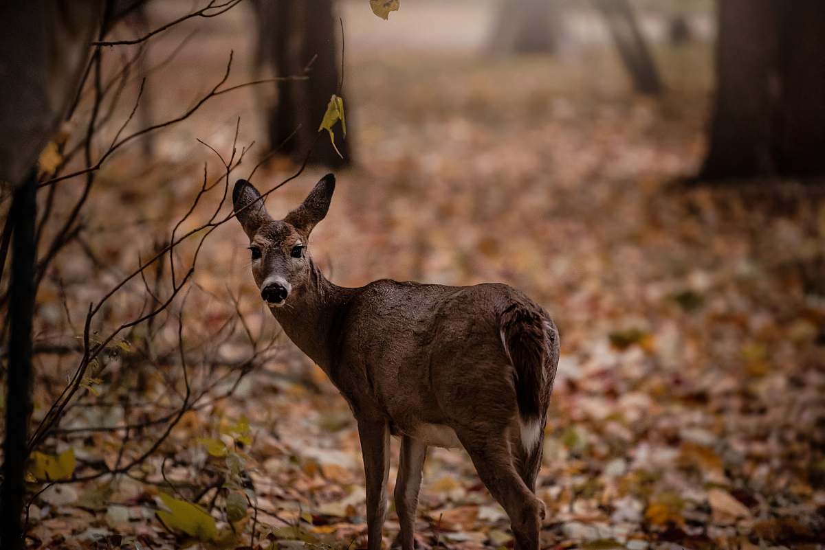 antelope brown deer mammal