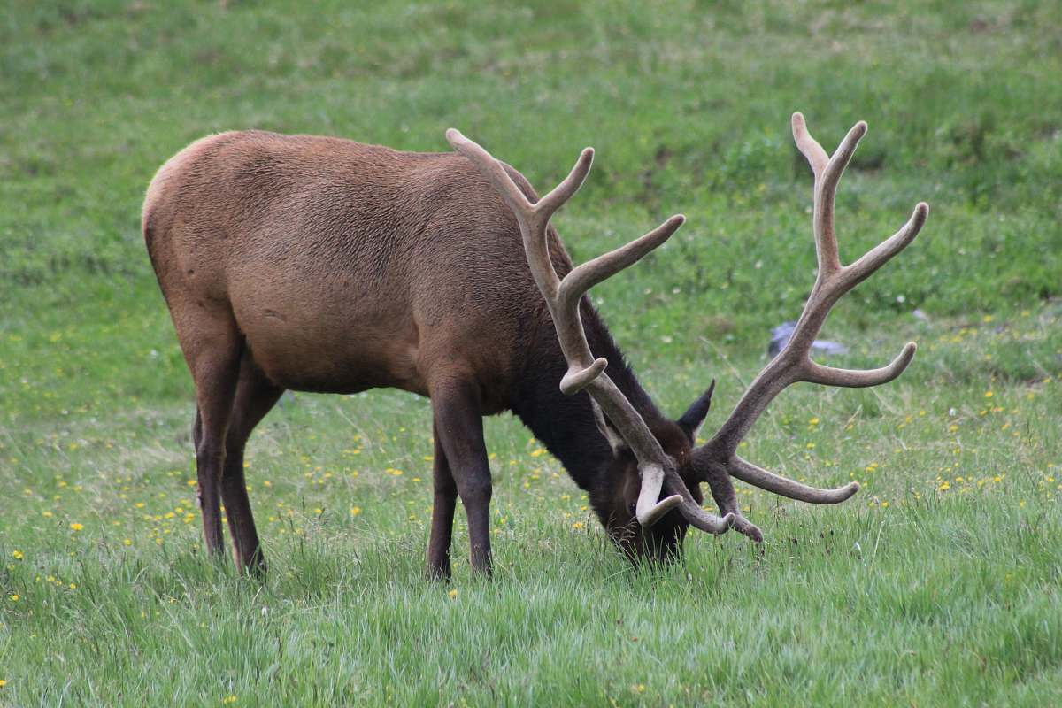 wildlife brown deer eating green grass during daytime elk