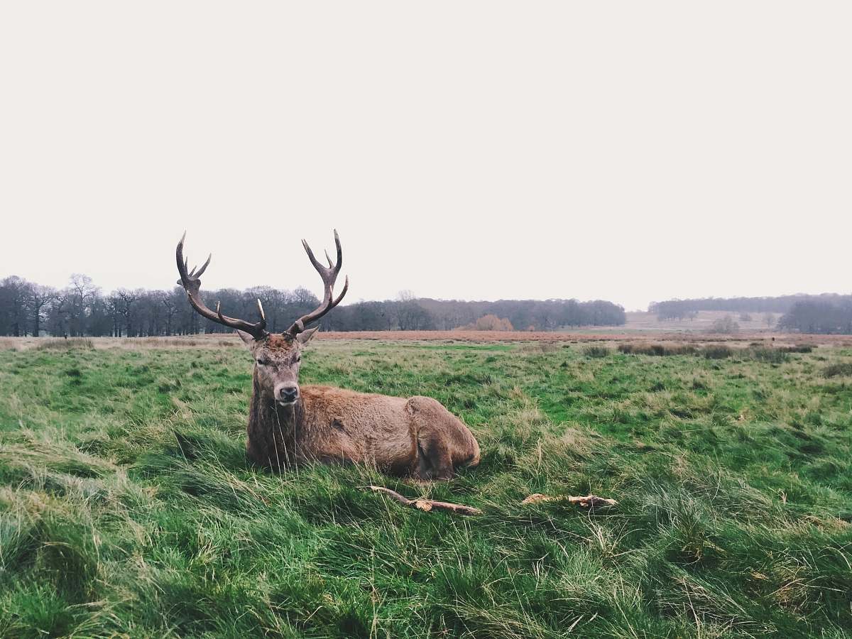 nature brown deer lying on green grass grass