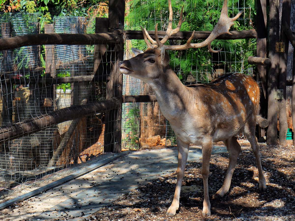mammal brown deer on focus photography antelope