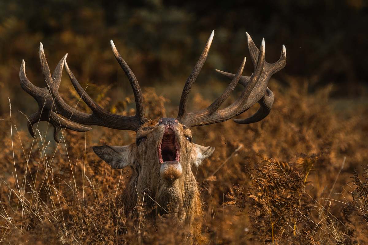 antelope brown deer on forest wildlife