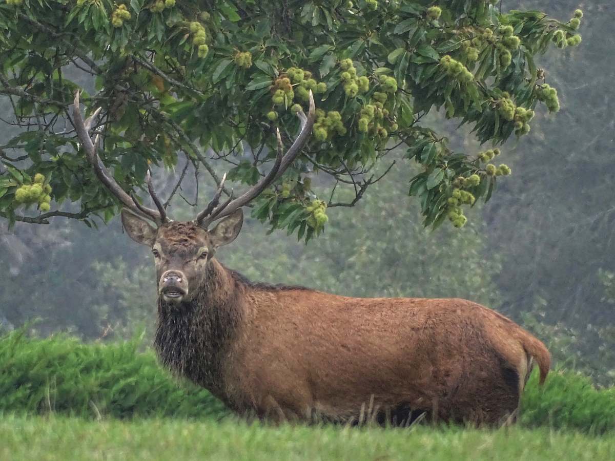 deer brown deer on forest elk