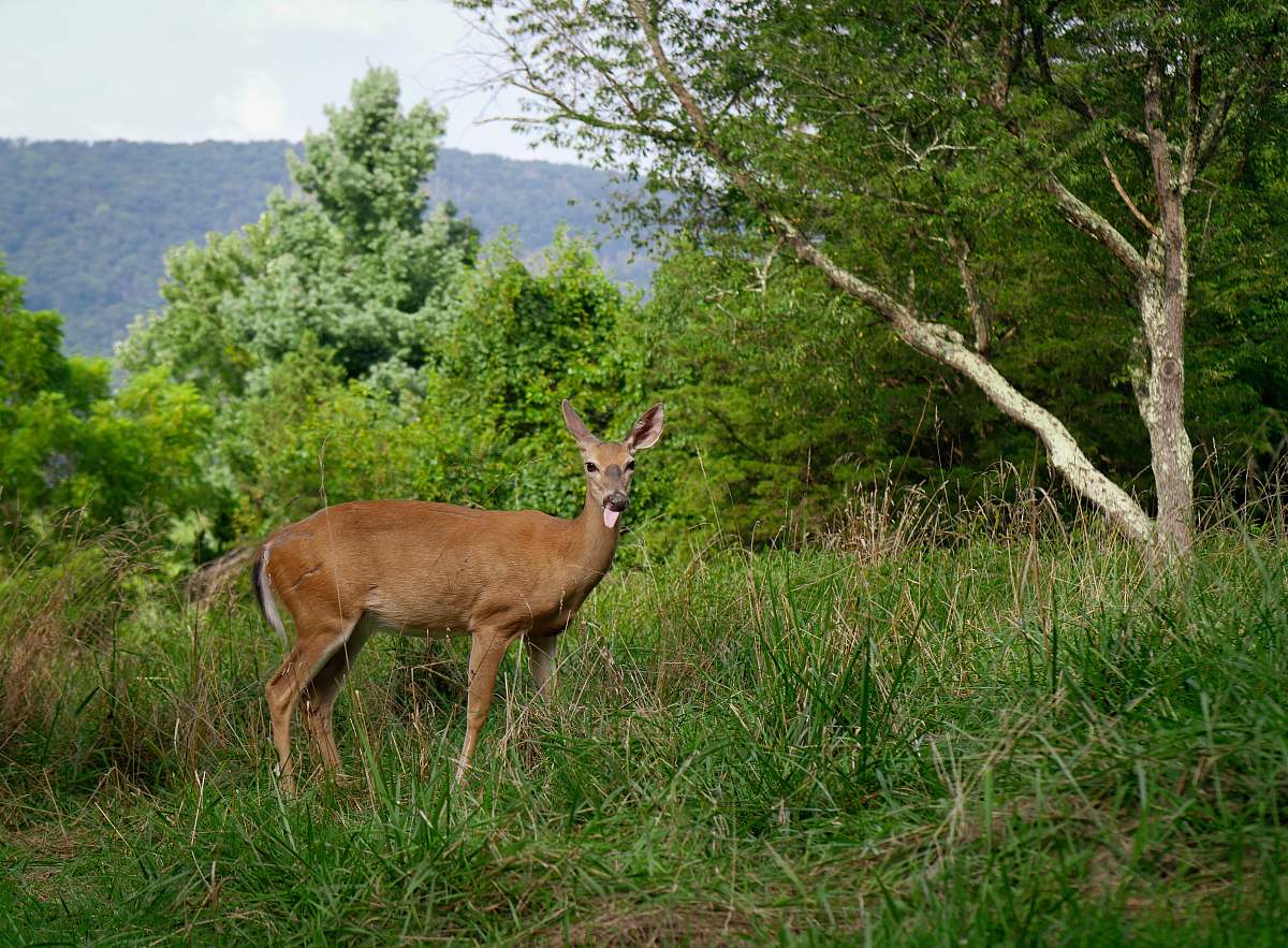 mammal brown deer on grass antelope