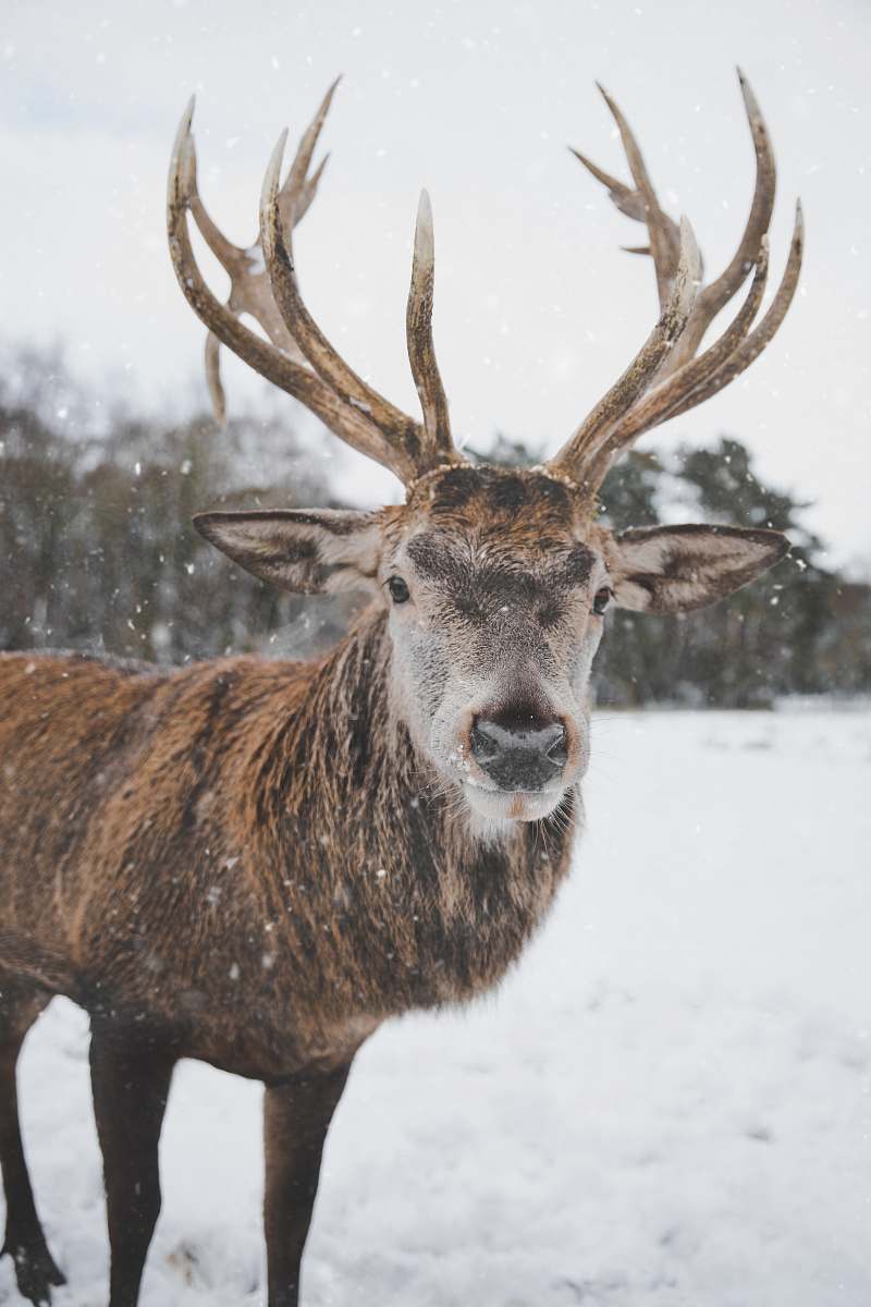 wildlife brown deer on snow field deer
