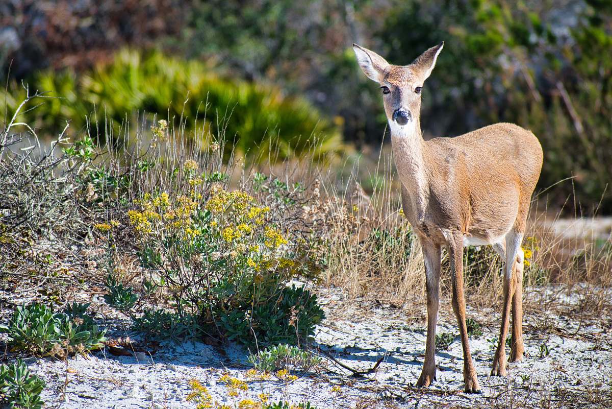 wildlife brown deer standing beside grass antelope