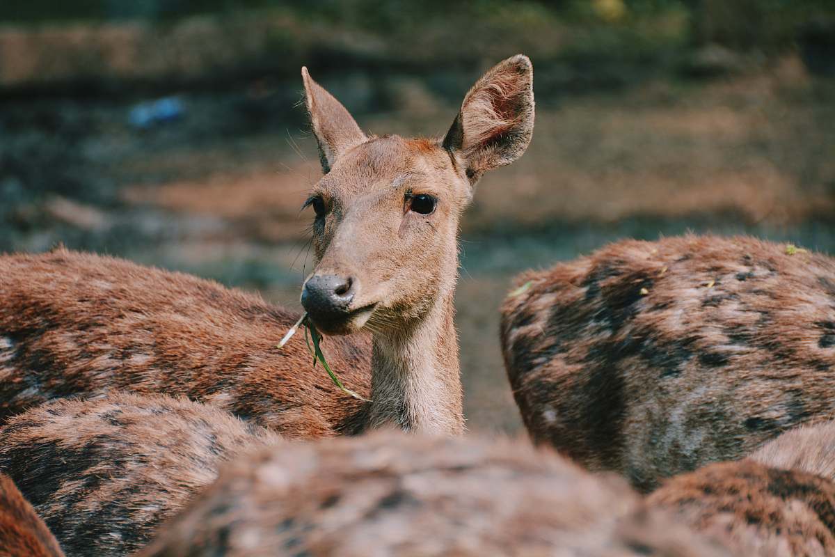 mammal brown doe kangaroo