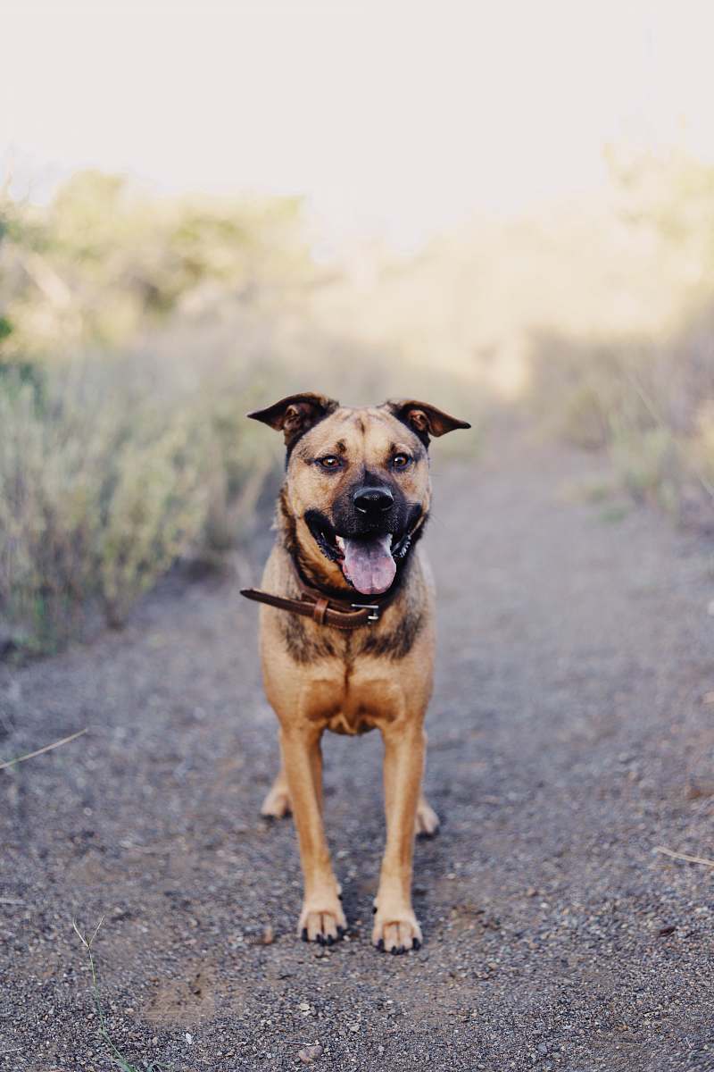 dog brown dog near plant pet
