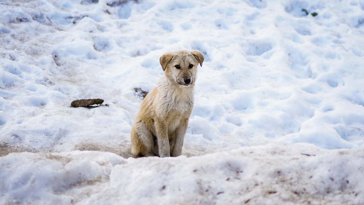 dog brown dog on snow covered field pet