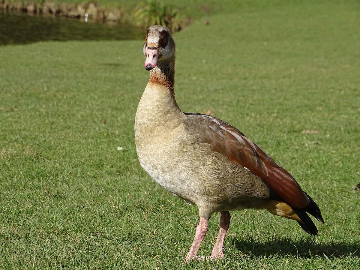 bird brown duck waterfowl