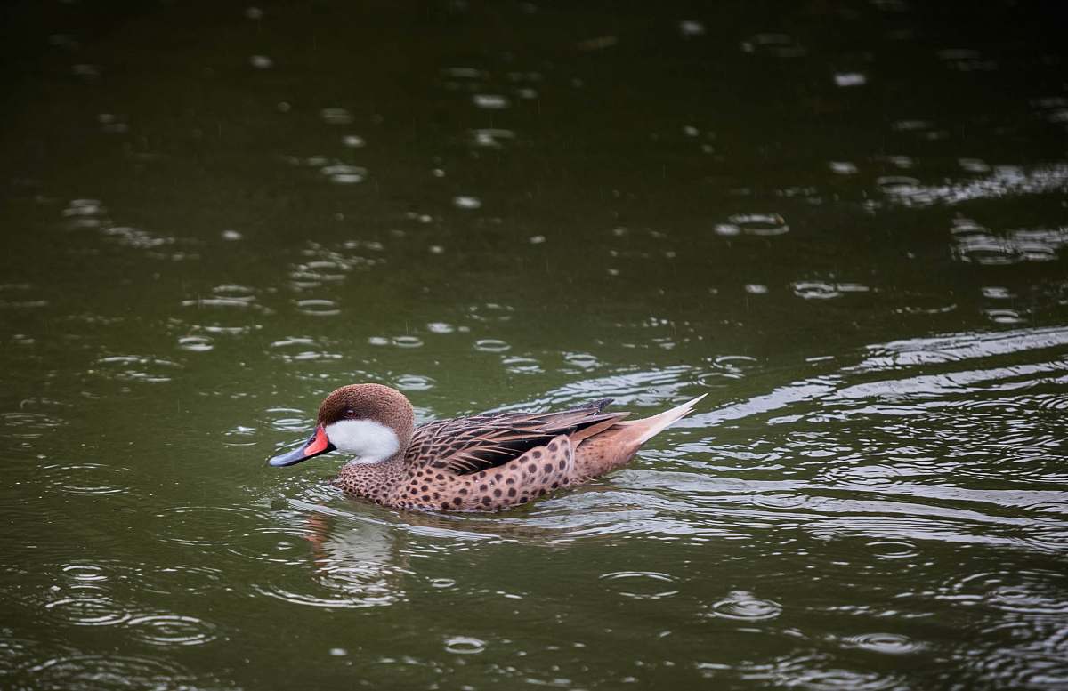 bird brown duck on body of water waterfowl