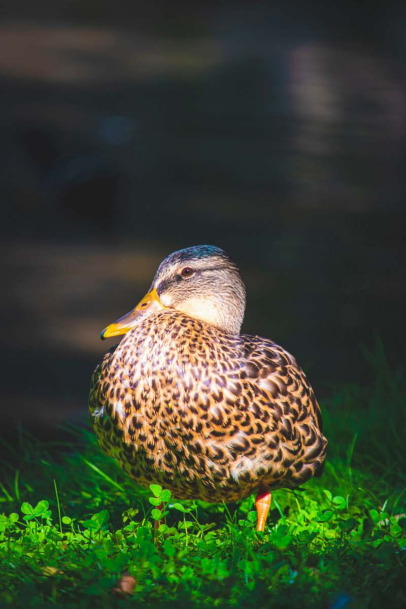 bird brown duck on grass waterfowl