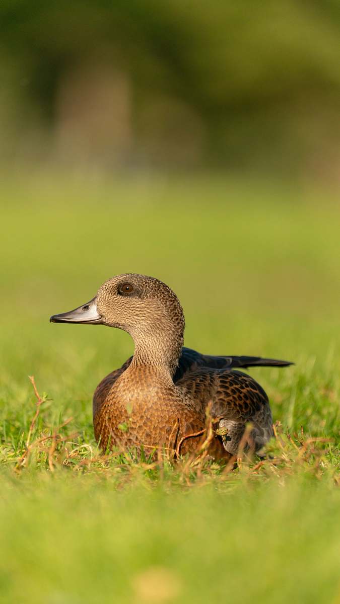 bird brown duck on grass field during daytime waterfowl