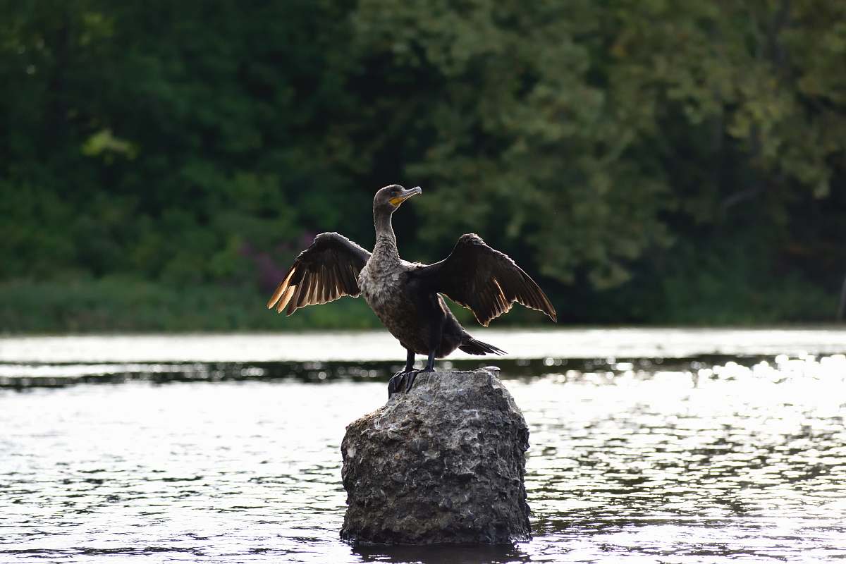 bird brown duck on grey rock waterfowl
