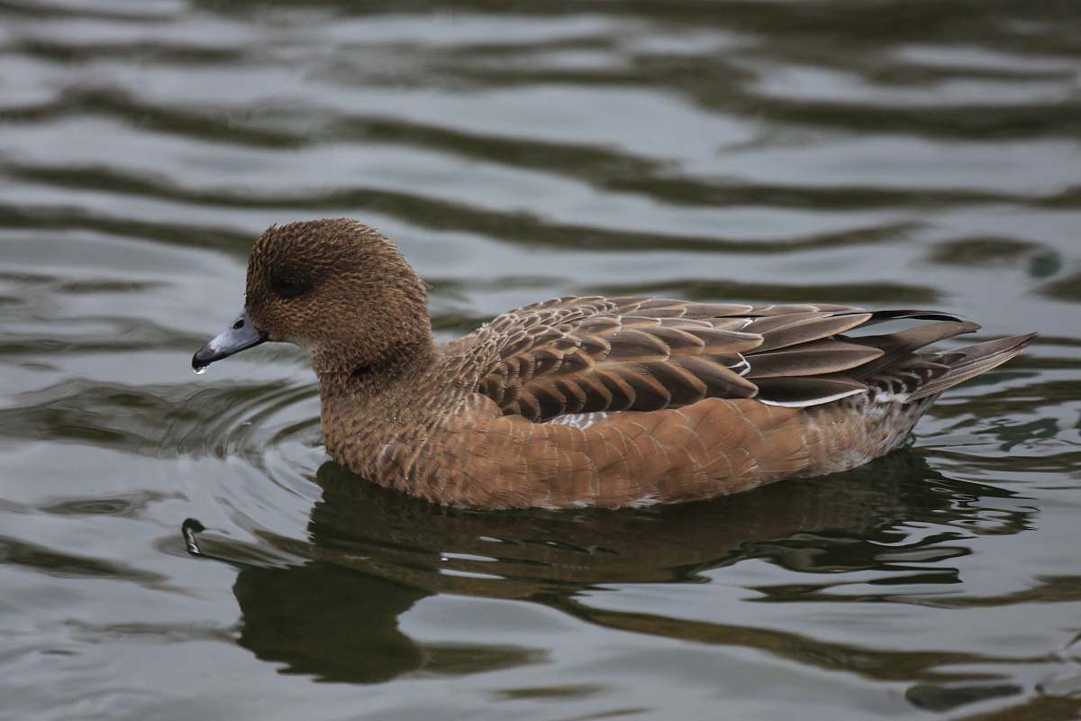 waterfowl brown duck swimming on body of water outdoors