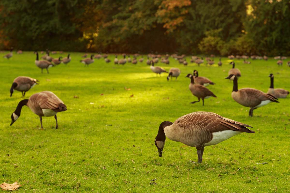 bird brown ducks goose