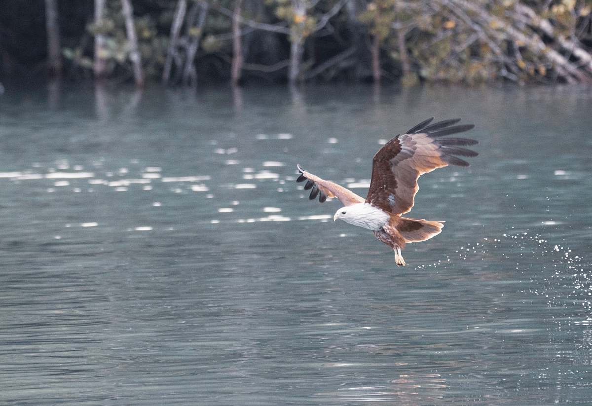 bird brown eagle above body of water flying