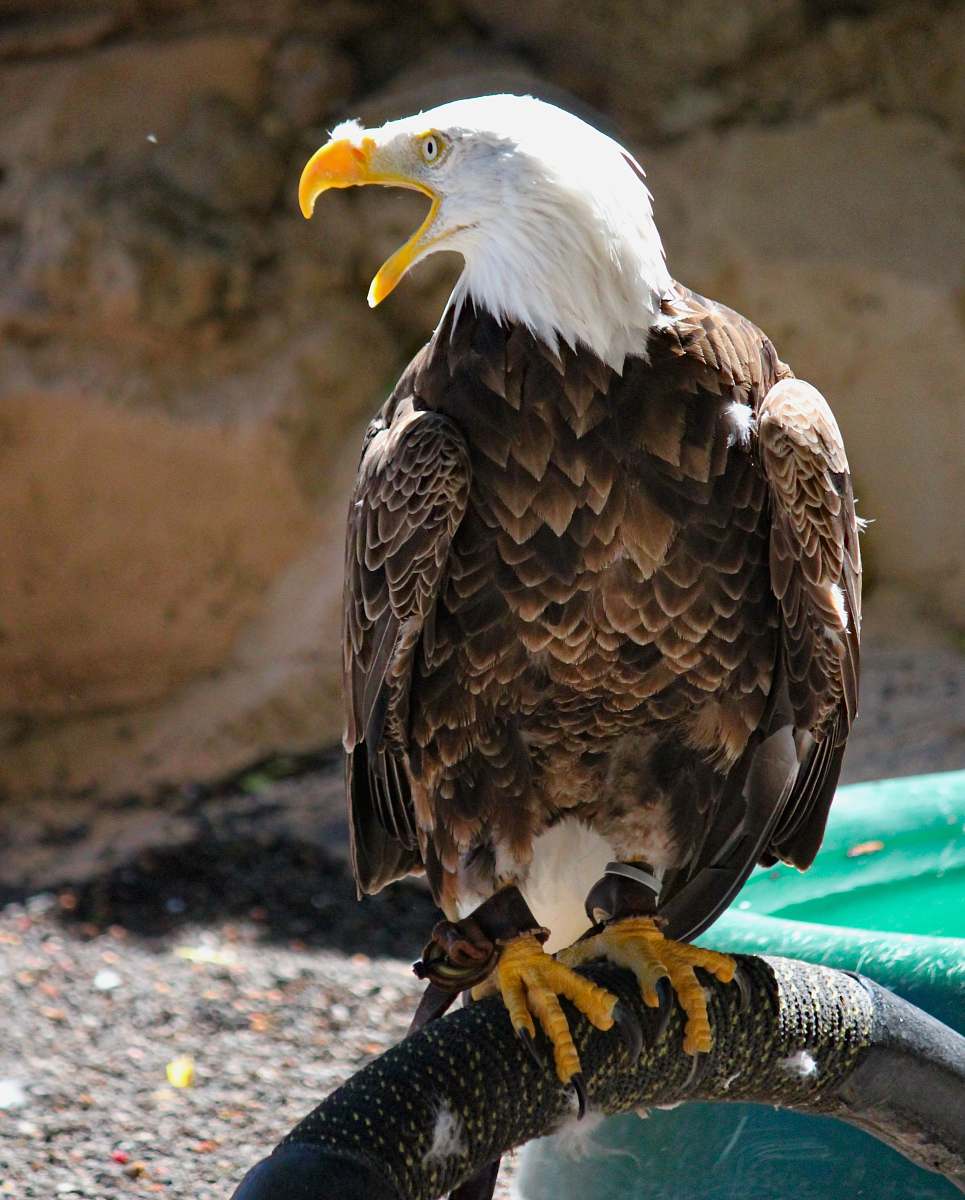 bird brown eagle eagle