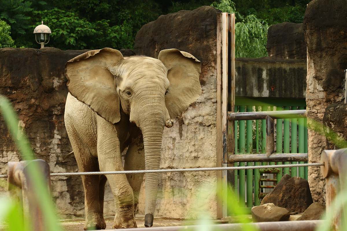 mammal brown elephant in kennel elephant