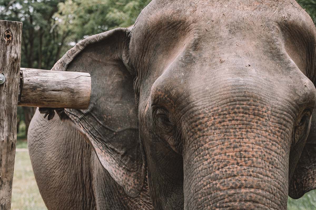 mammal brown elephant elephant