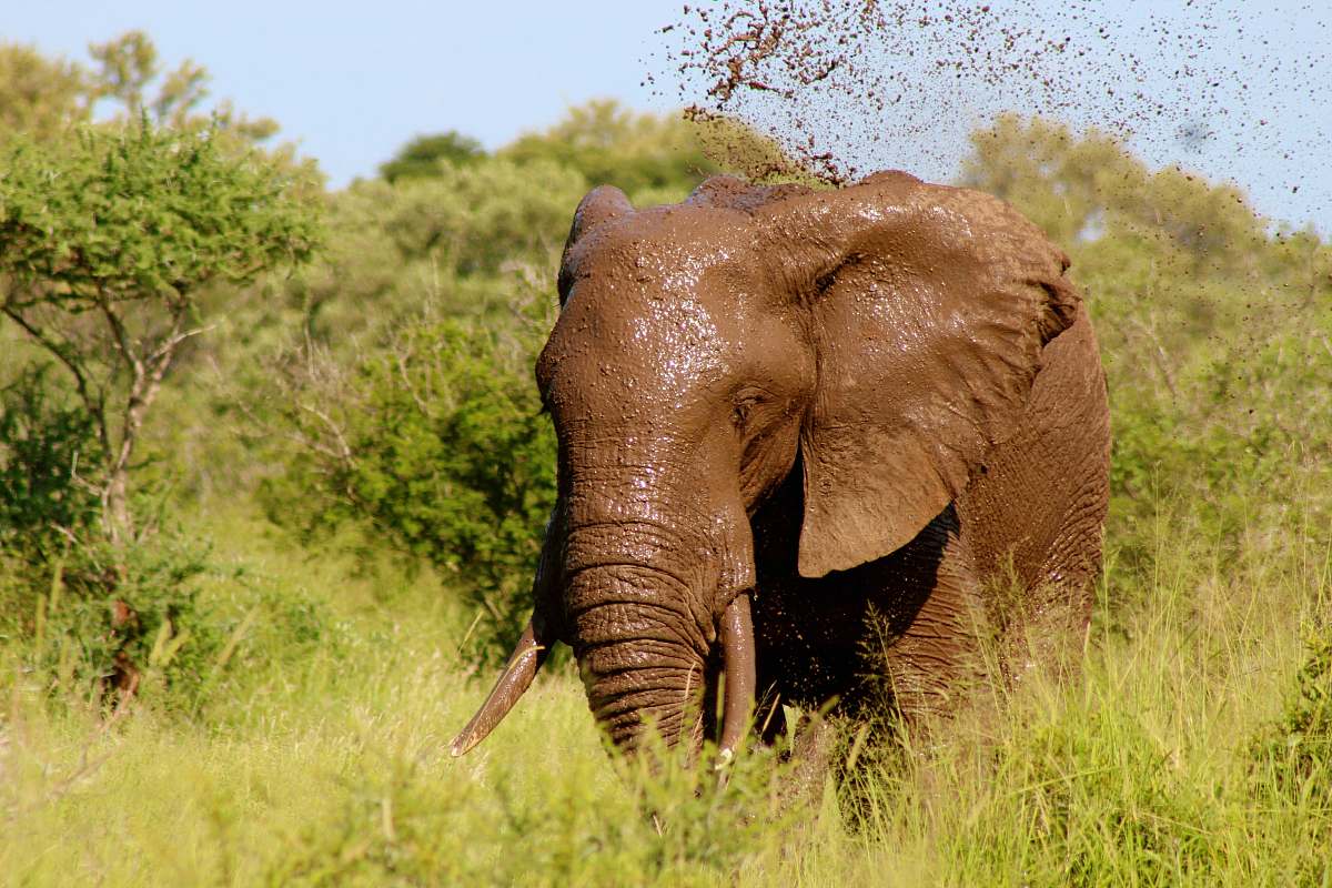 wildlife brown elephant walking on grass field elephant