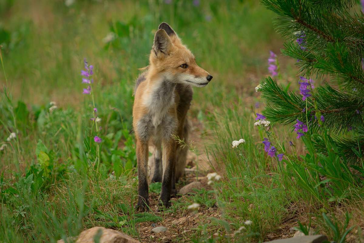 fox brown fox on green grass during daytime wildlife