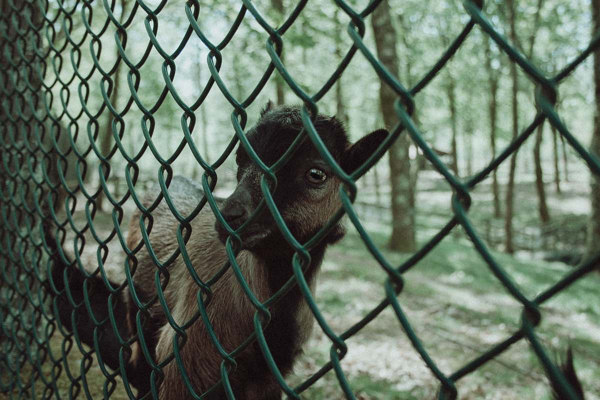 ape brown goat beside wire fence mammal