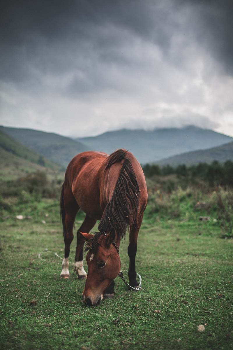 mammal brown horse grazing horse