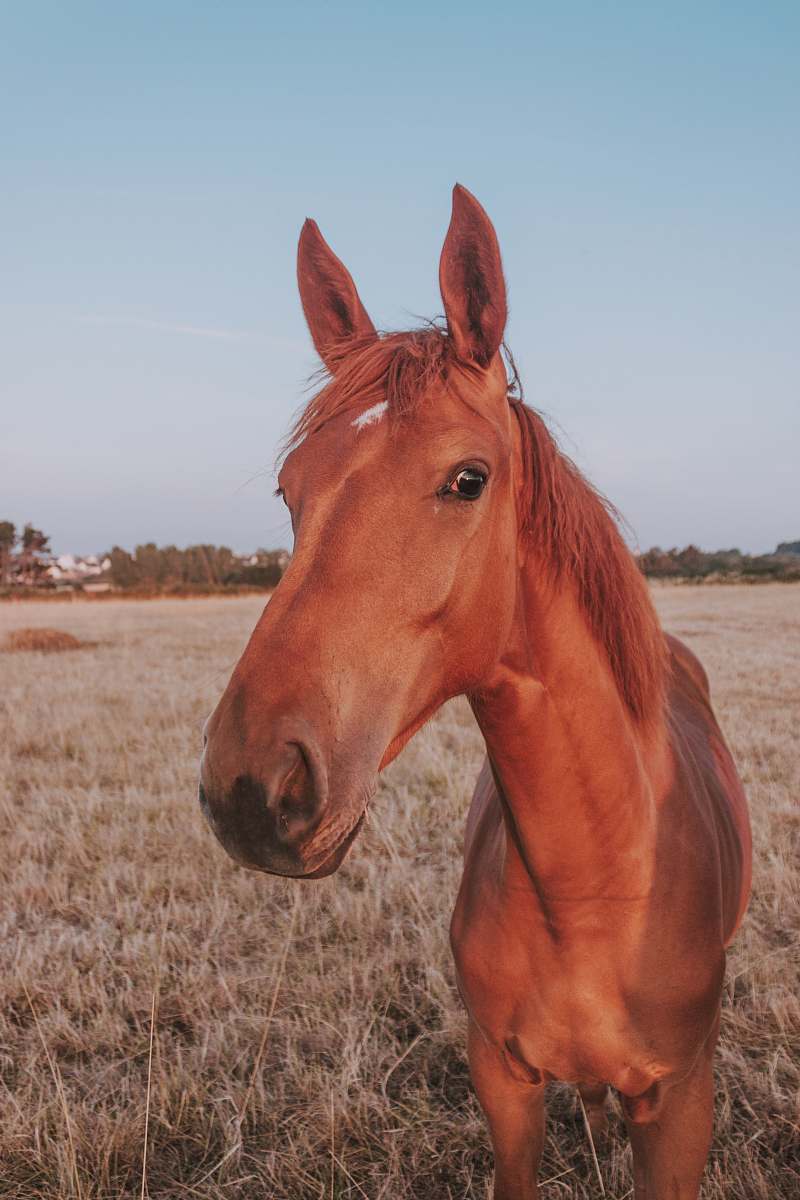 horse brown horse mammal
