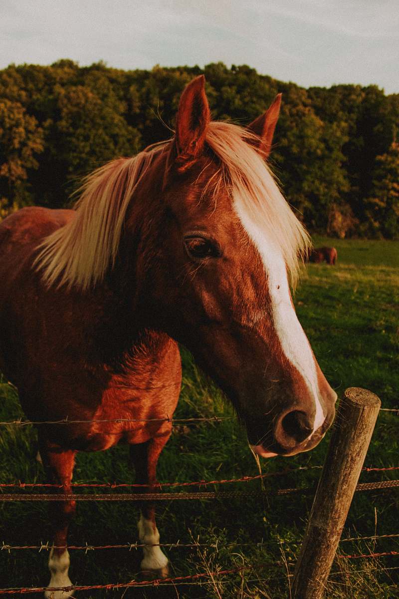 mammal brown horse horse